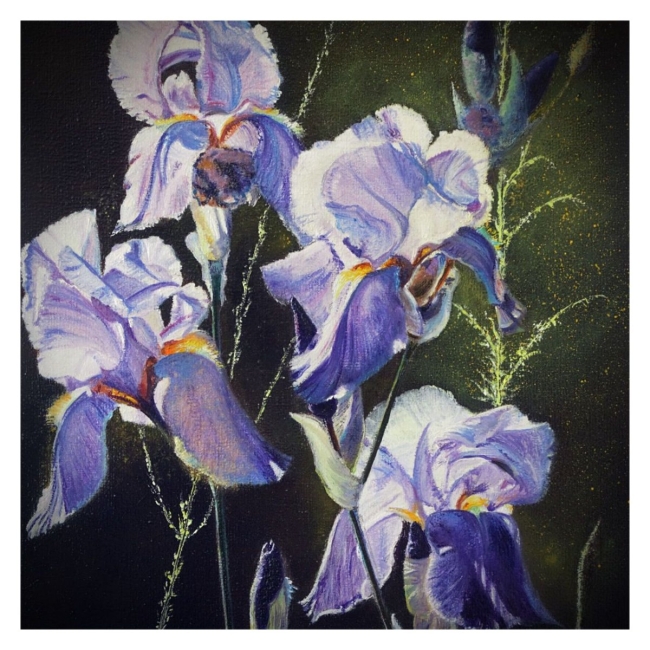 Iris violet